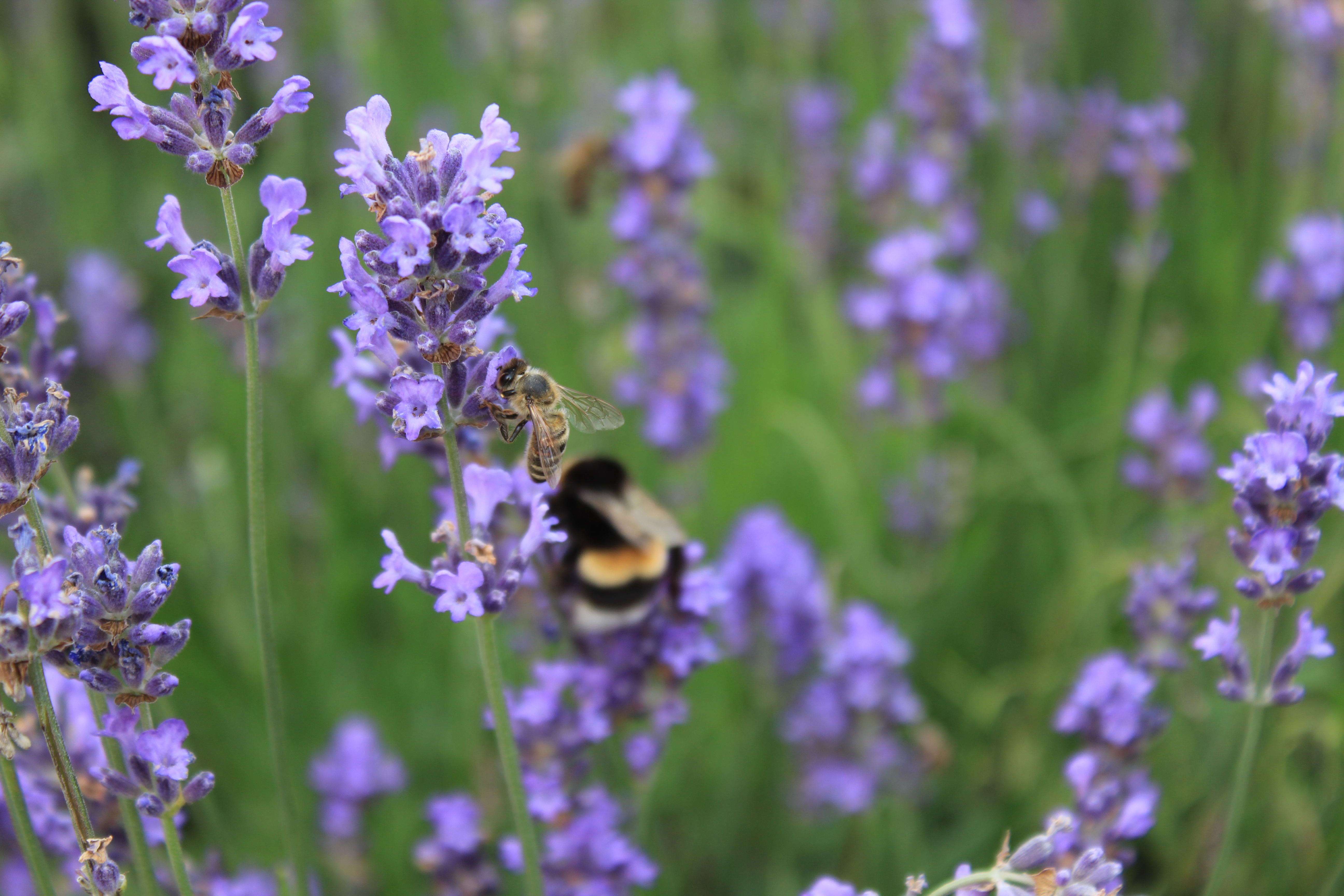 Apikozmetika - online radionica 19.12.2025.