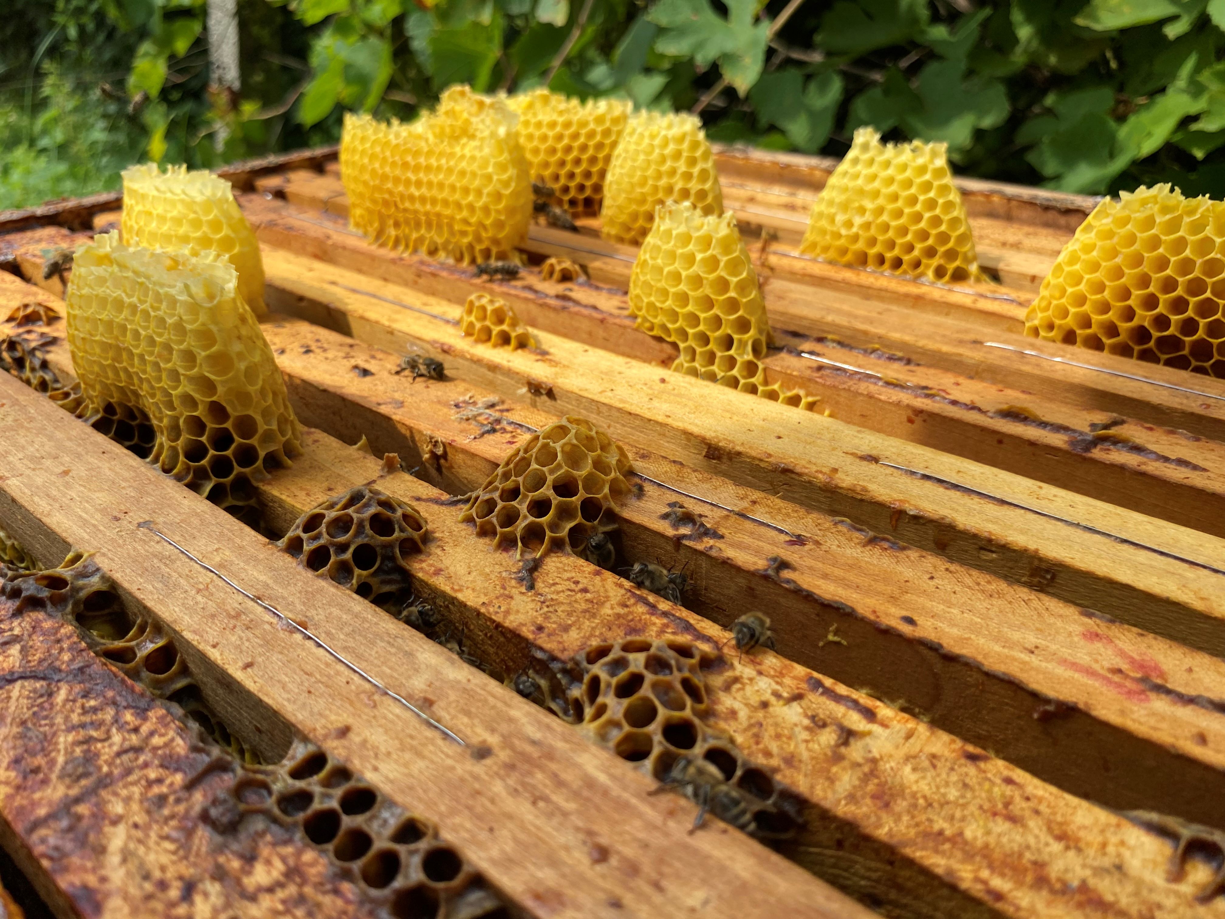 Apikućica OPG Tomislav Antolčić